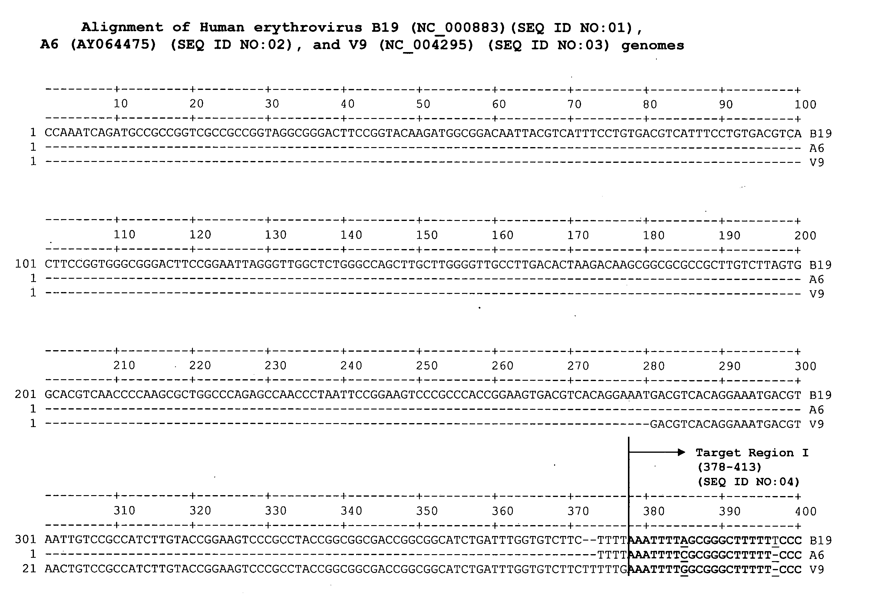 Methods and compositions for detecting erythrovirus genotypes