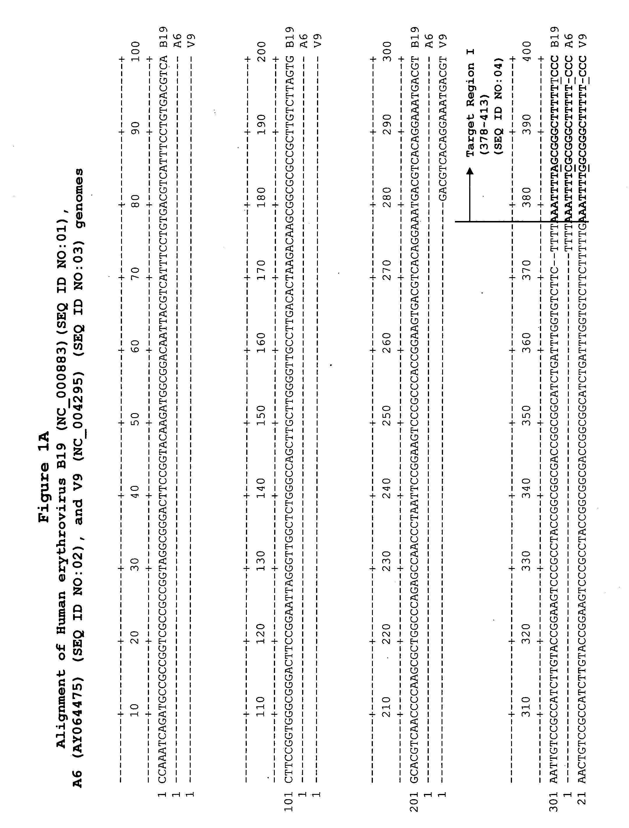 Methods and compositions for detecting erythrovirus genotypes