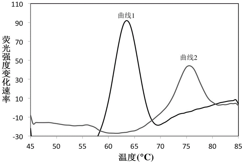 Rapid identification method and kit for MTBC (mycobacterium tuberculosis complex)