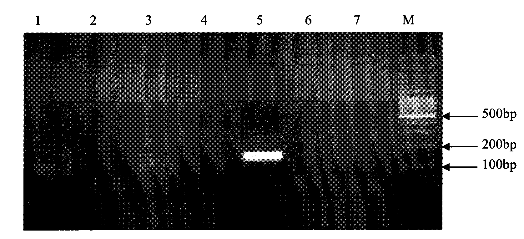 Primer, probe and chip for detecting and identifying salmonella typhosa nucleic acid segment