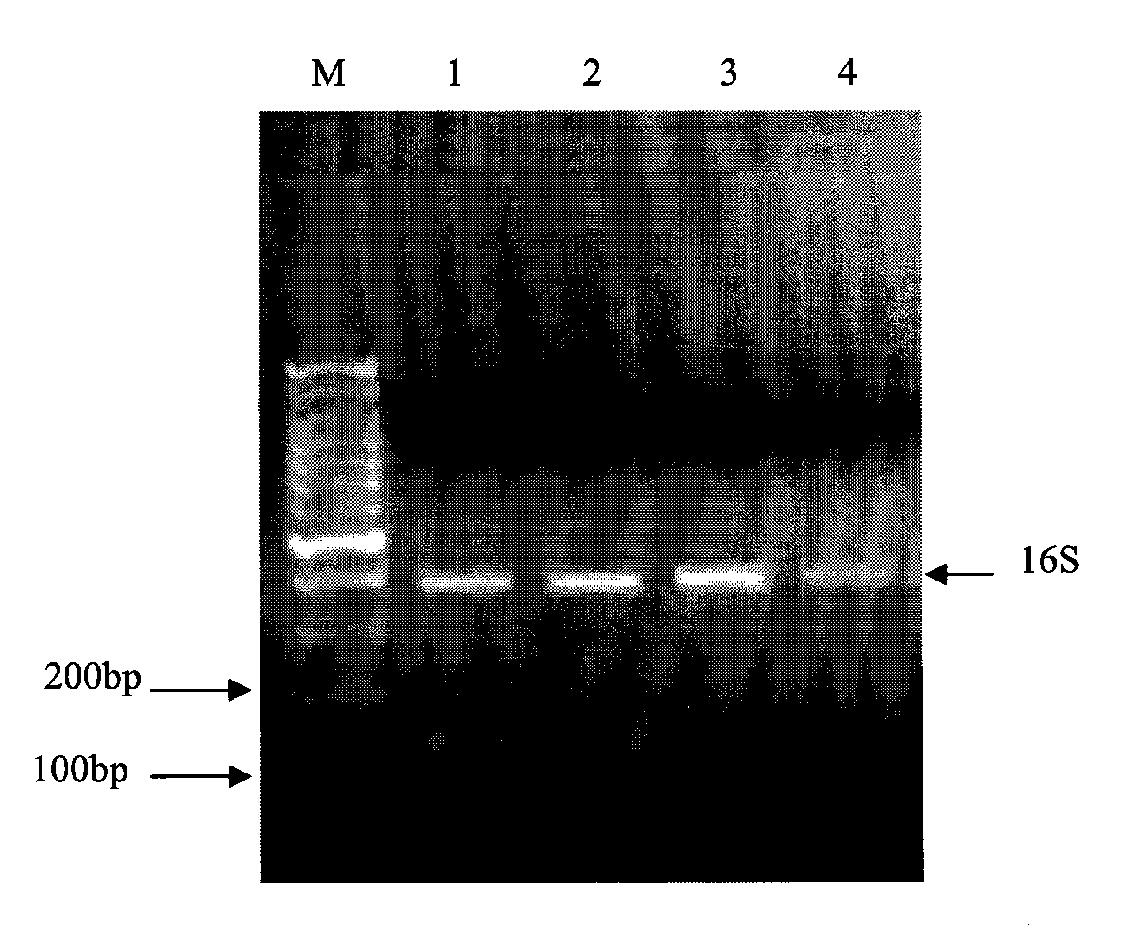 Primer, probe and chip for detecting and identifying salmonella typhosa nucleic acid segment