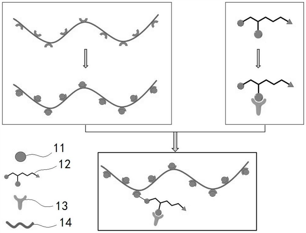 Preparation method of polymer secondary antibody based on small molecule probe and secondary antibody