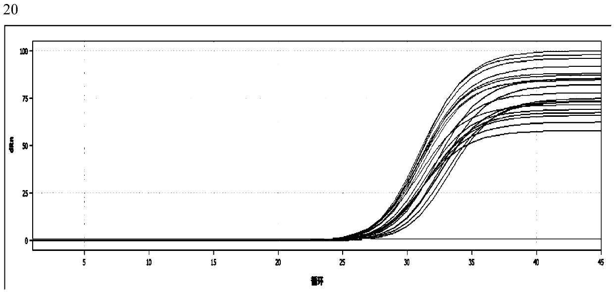 Passion flower reference gene as well as screening method and application thereof