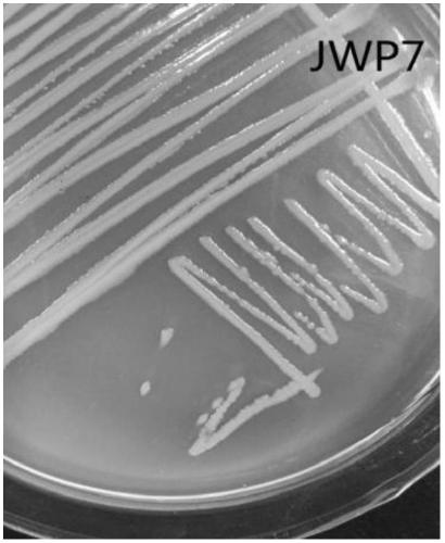 A sedum rhizosphere-promoting Pseudomonas aeruginosa and its application