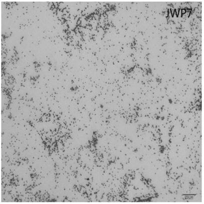 A sedum rhizosphere-promoting Pseudomonas aeruginosa and its application