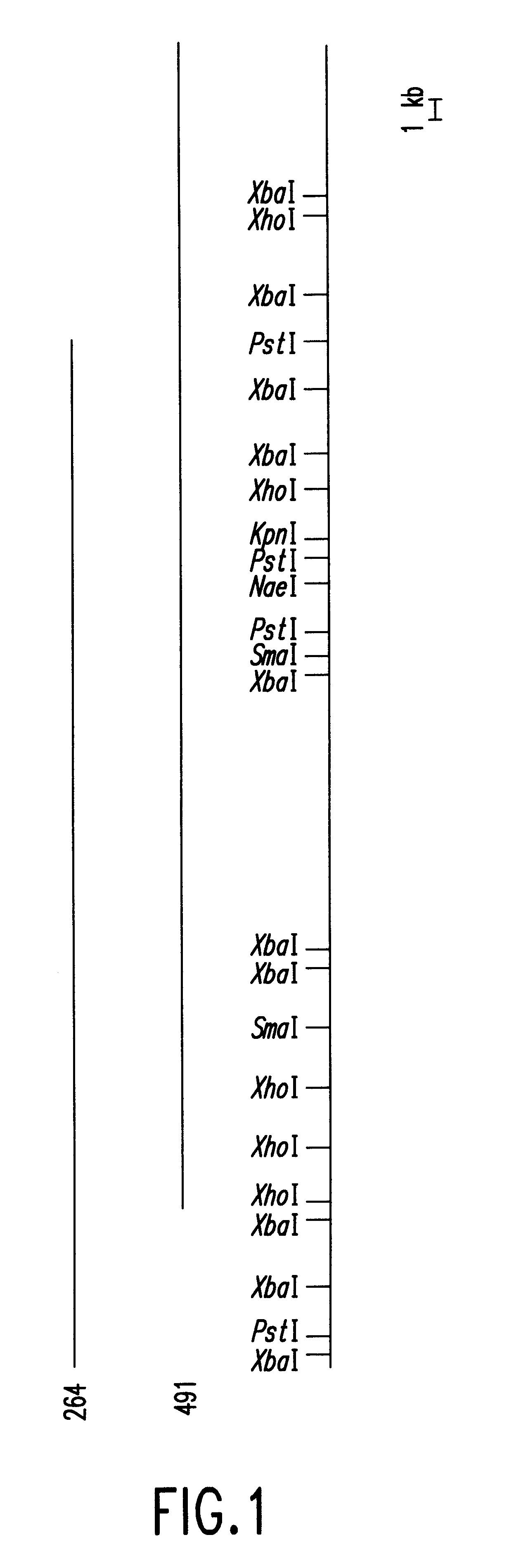 DNA polymerase