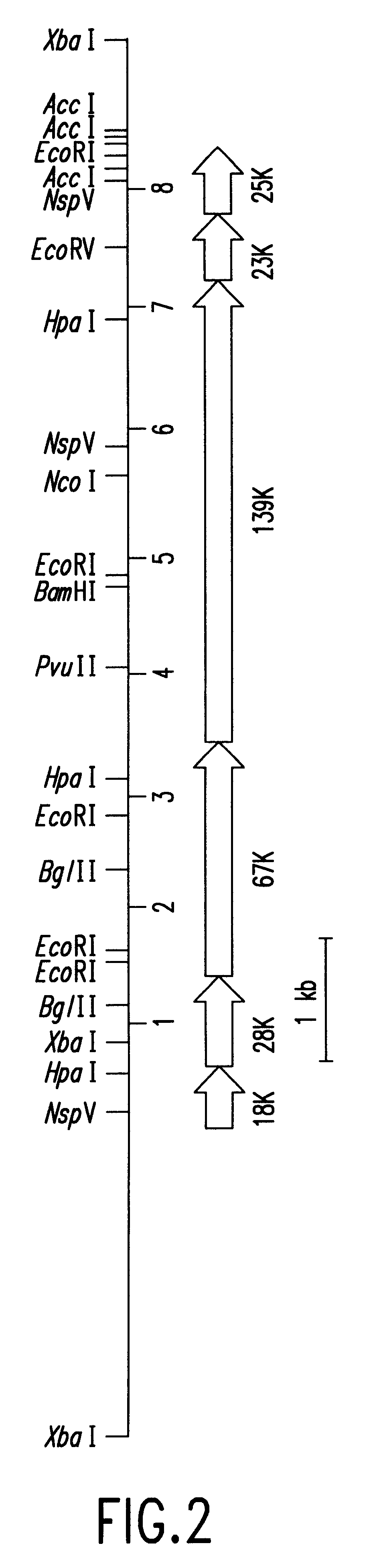 DNA polymerase