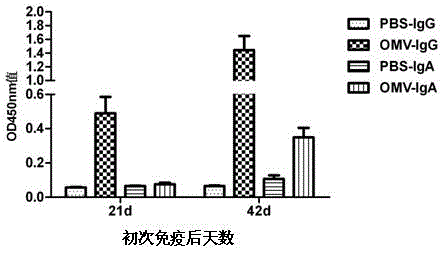 Preparation method of APP (Actinobacillus Pleuropneumoniae) OMVs (Outer Membrane Vesicles) and vaccine of APP OMVs