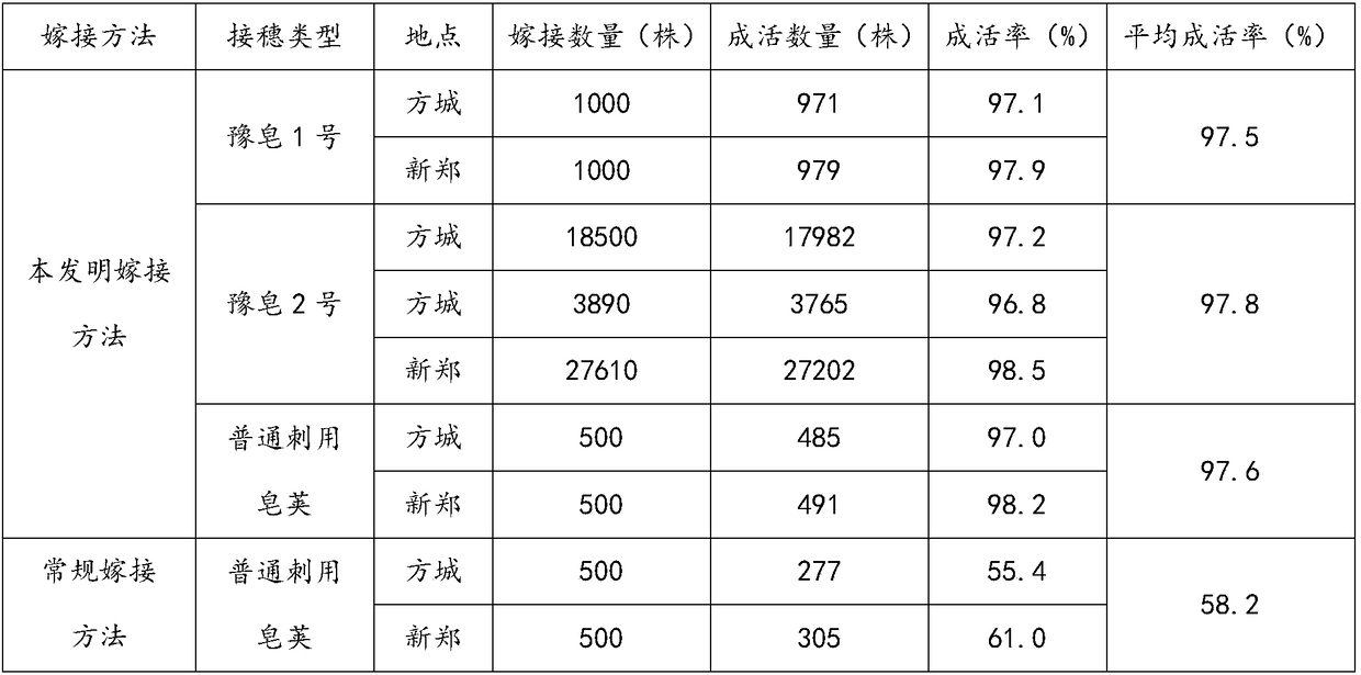 Method for increasing gleditsia-sinensis grafting survival rate