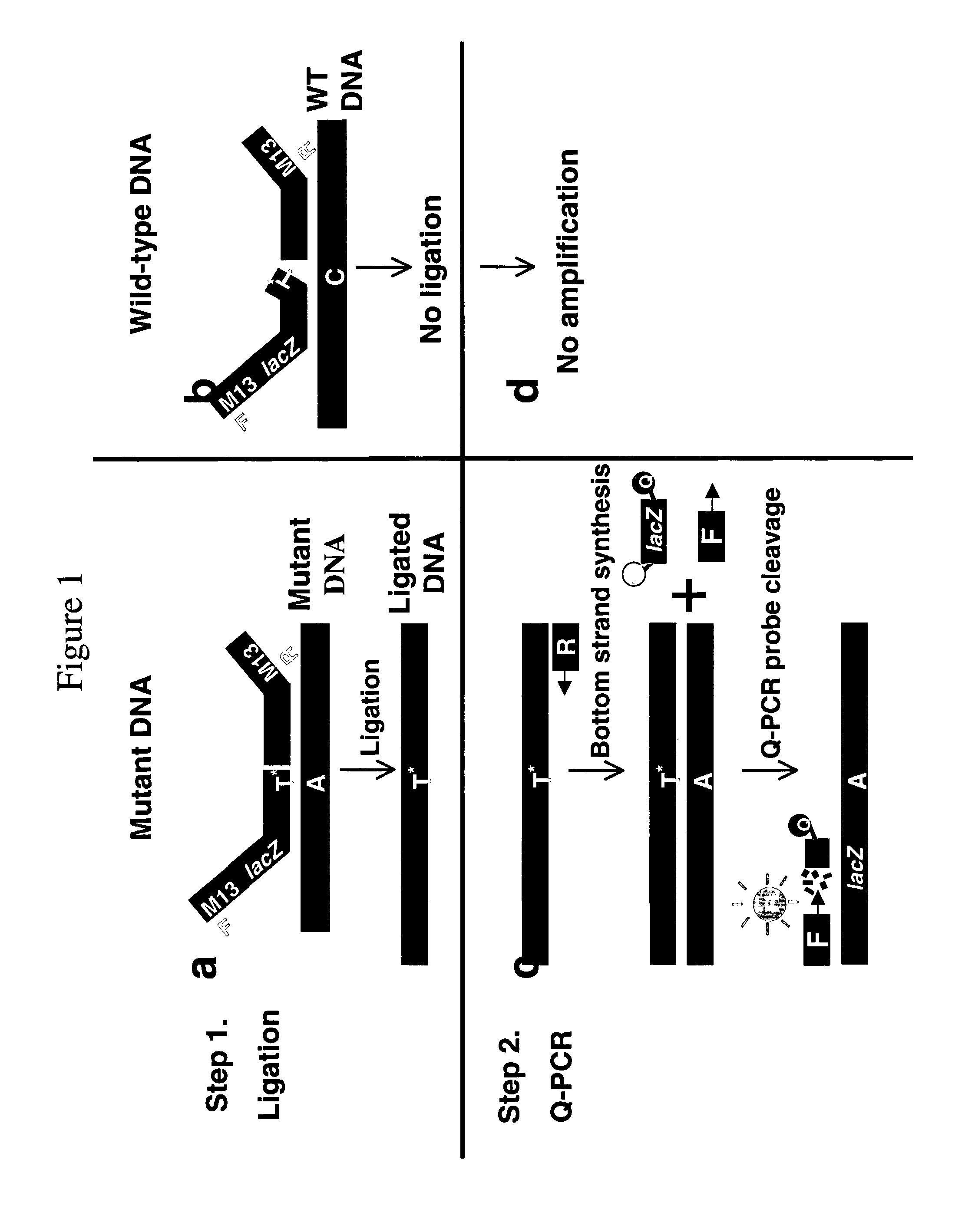 Methods for the detection of nucleic acid differences