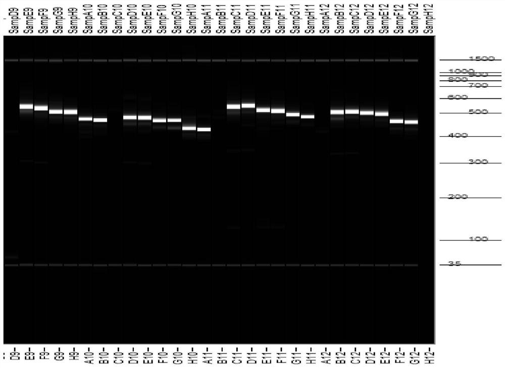 Chloroplast molecular marker primers, and application thereof in early identification of seed sources of tobacco varieties