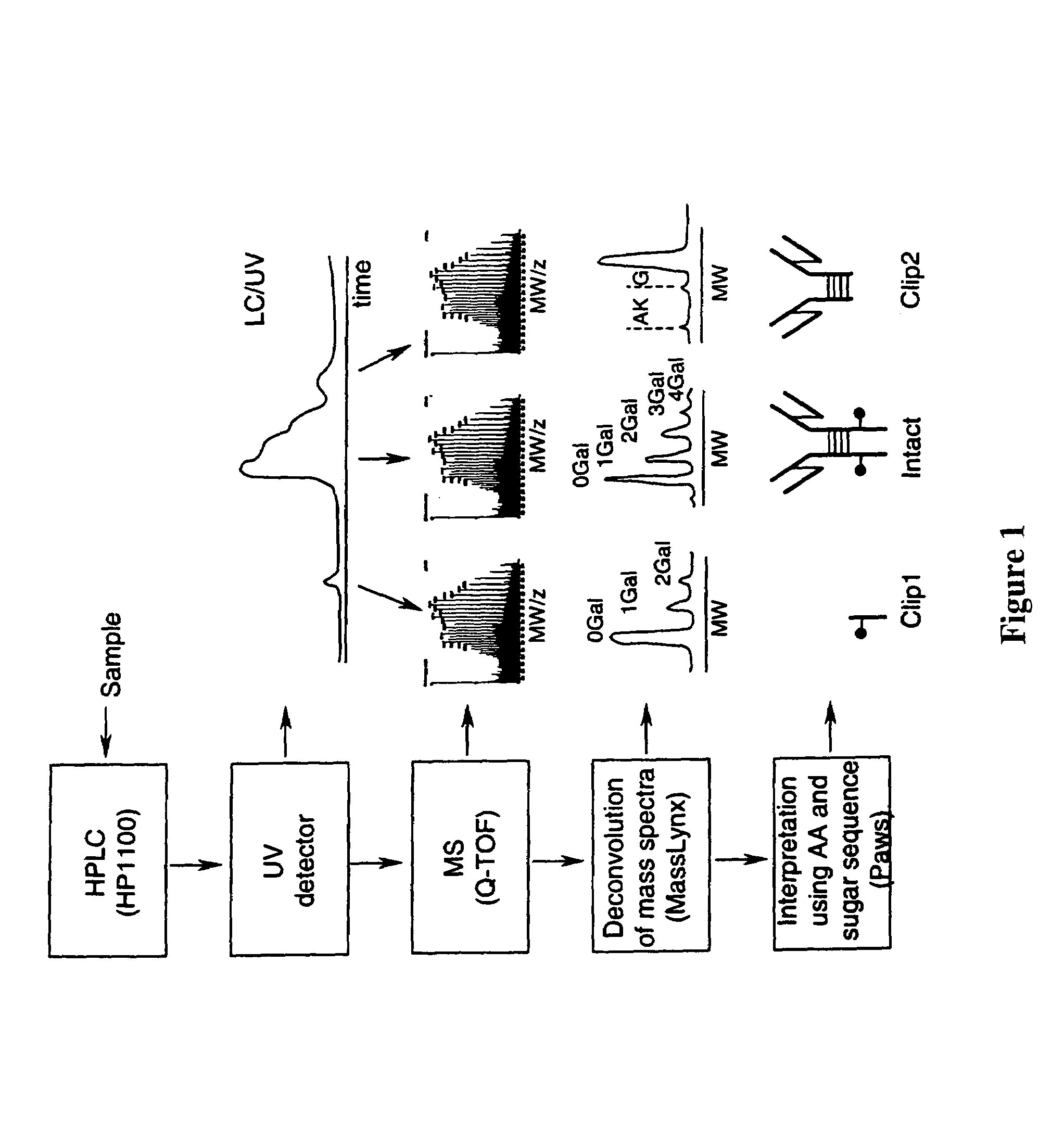 LC/MS method of analyzing high molecular weight proteins