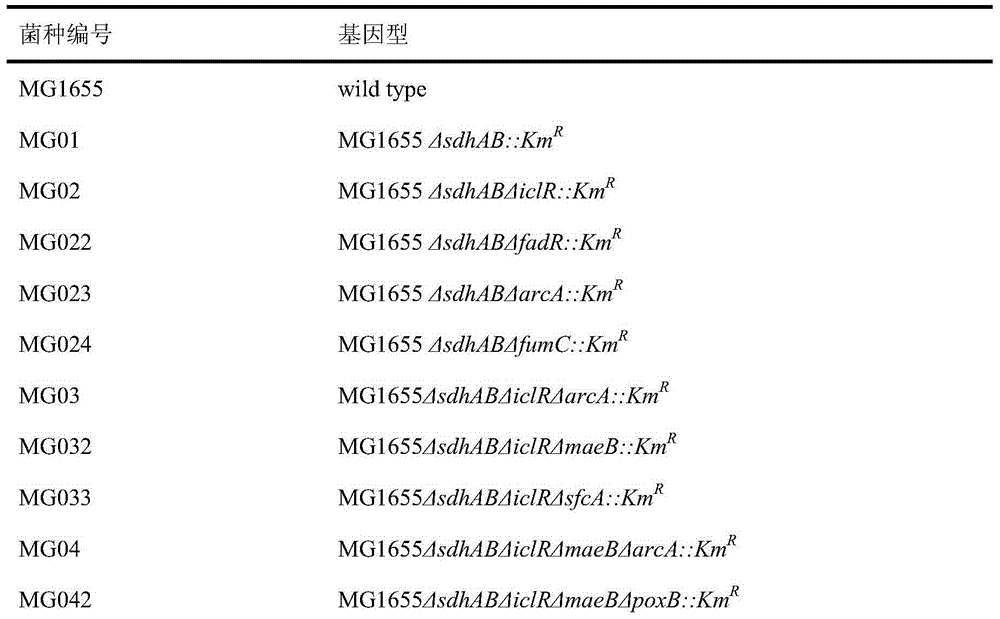 Construction method and applications of metabolic engineering escherichia coli strain for producing succinic acid by using acetic acid