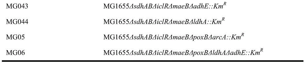 Construction method and applications of metabolic engineering escherichia coli strain for producing succinic acid by using acetic acid