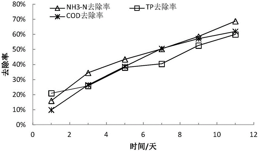 Composite microbiological preparation for governing black-odor river and preparation method and application thereof