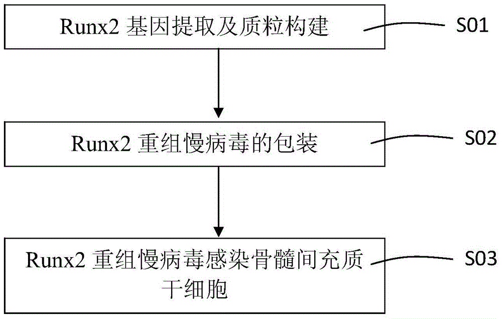 Method for infecting mesenchymal stem cells by Runx2 recombinant lentiviruses to express osteoblastic genes