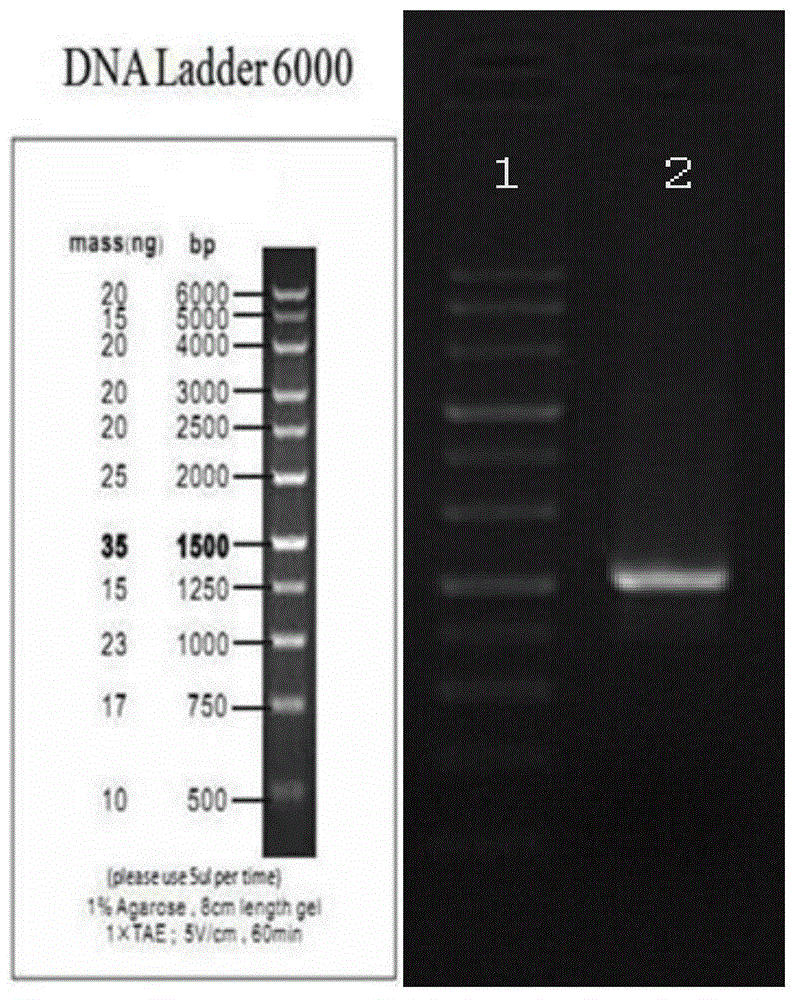 Method for infecting mesenchymal stem cells by Runx2 recombinant lentiviruses to express osteoblastic genes