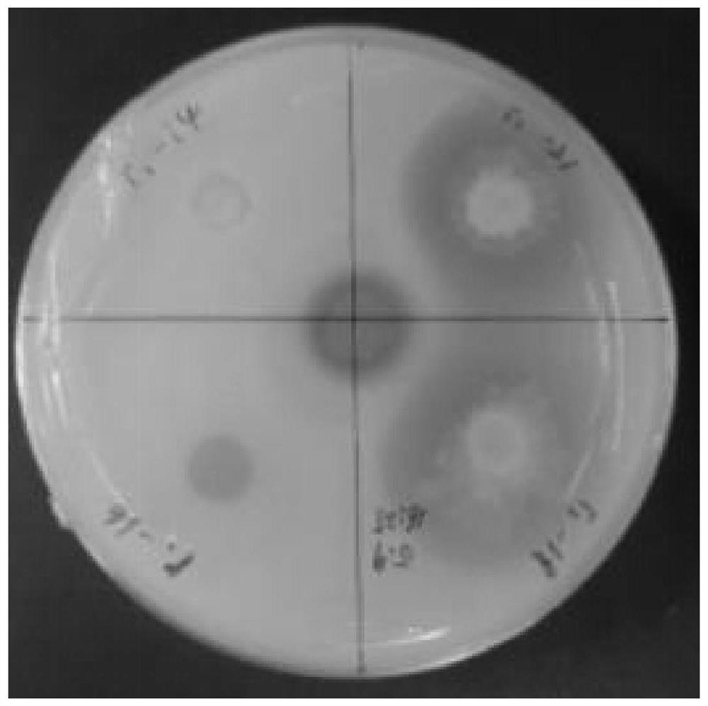 Pseudomonas sp. and application thereof in prevention and control on bacterial wilt of solanaceae crops