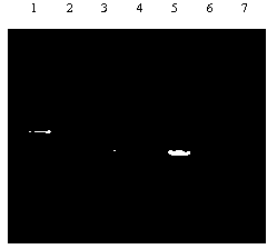 Detection method of sweet potato black rot pathogen