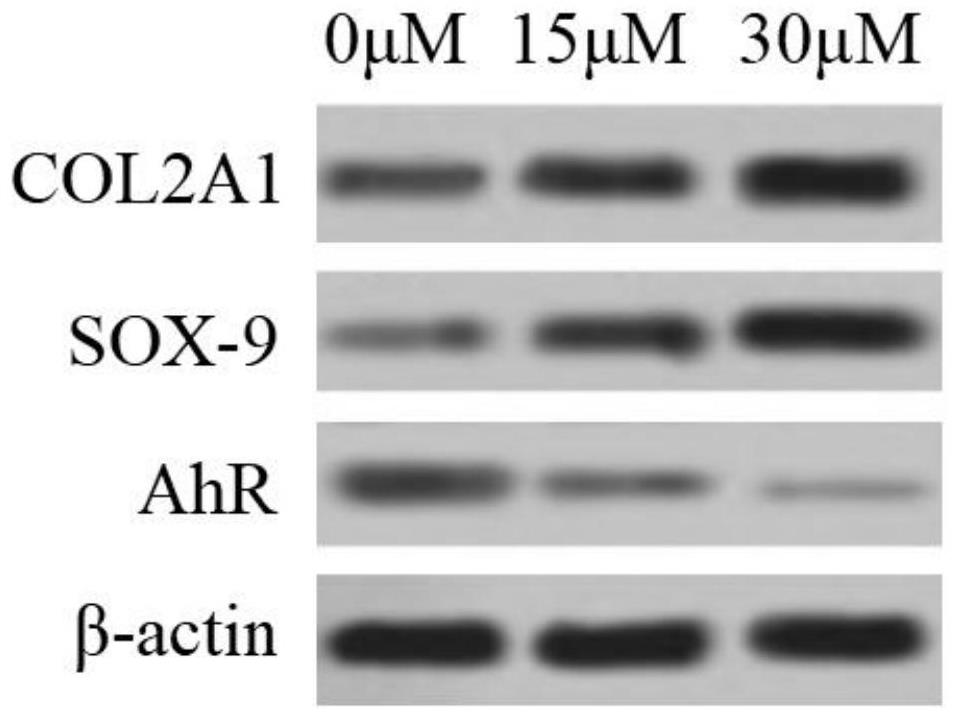 Application of AhR inhibitor to induction of chondrogenic differentiation of mesenchymal stem cells and treatment of related diseases