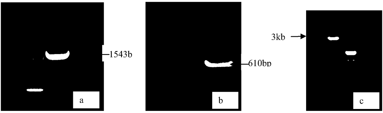 Gene fragment, recombinant vector and use thereof for improving expression level of exogenous gene in mammalian cells