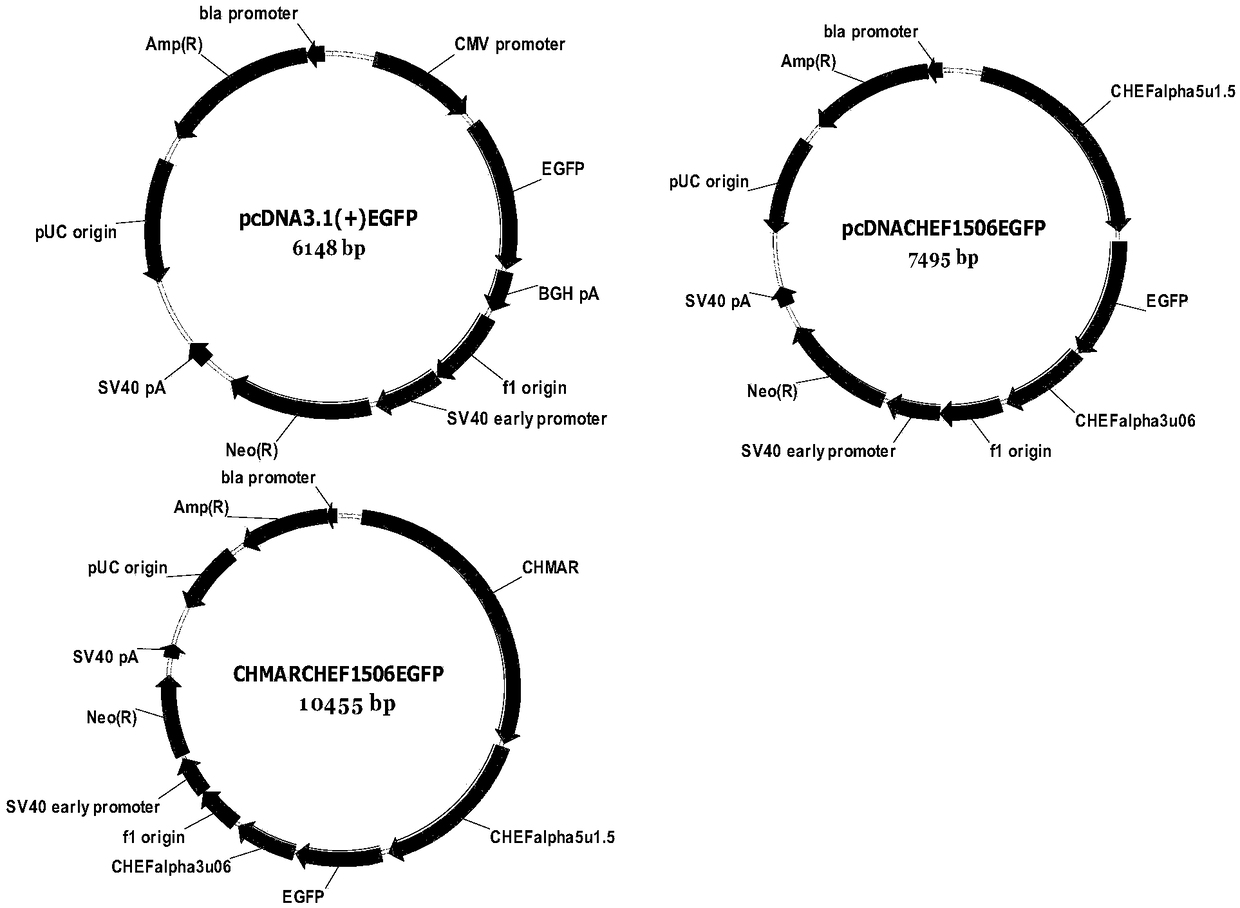 Gene fragment, recombinant vector and use thereof for improving expression level of exogenous gene in mammalian cells