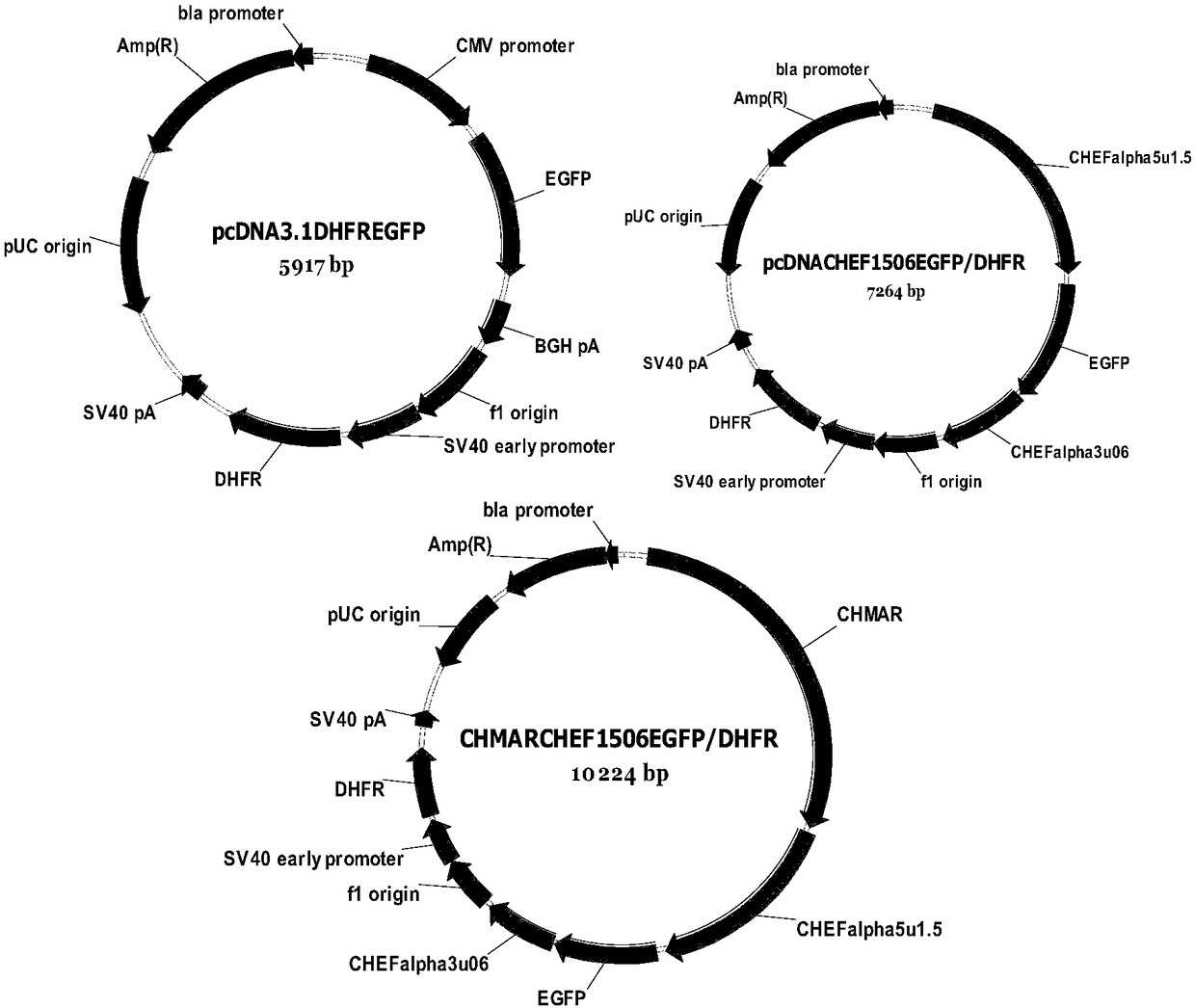 Gene fragment, recombinant vector and use thereof for improving expression level of exogenous gene in mammalian cells