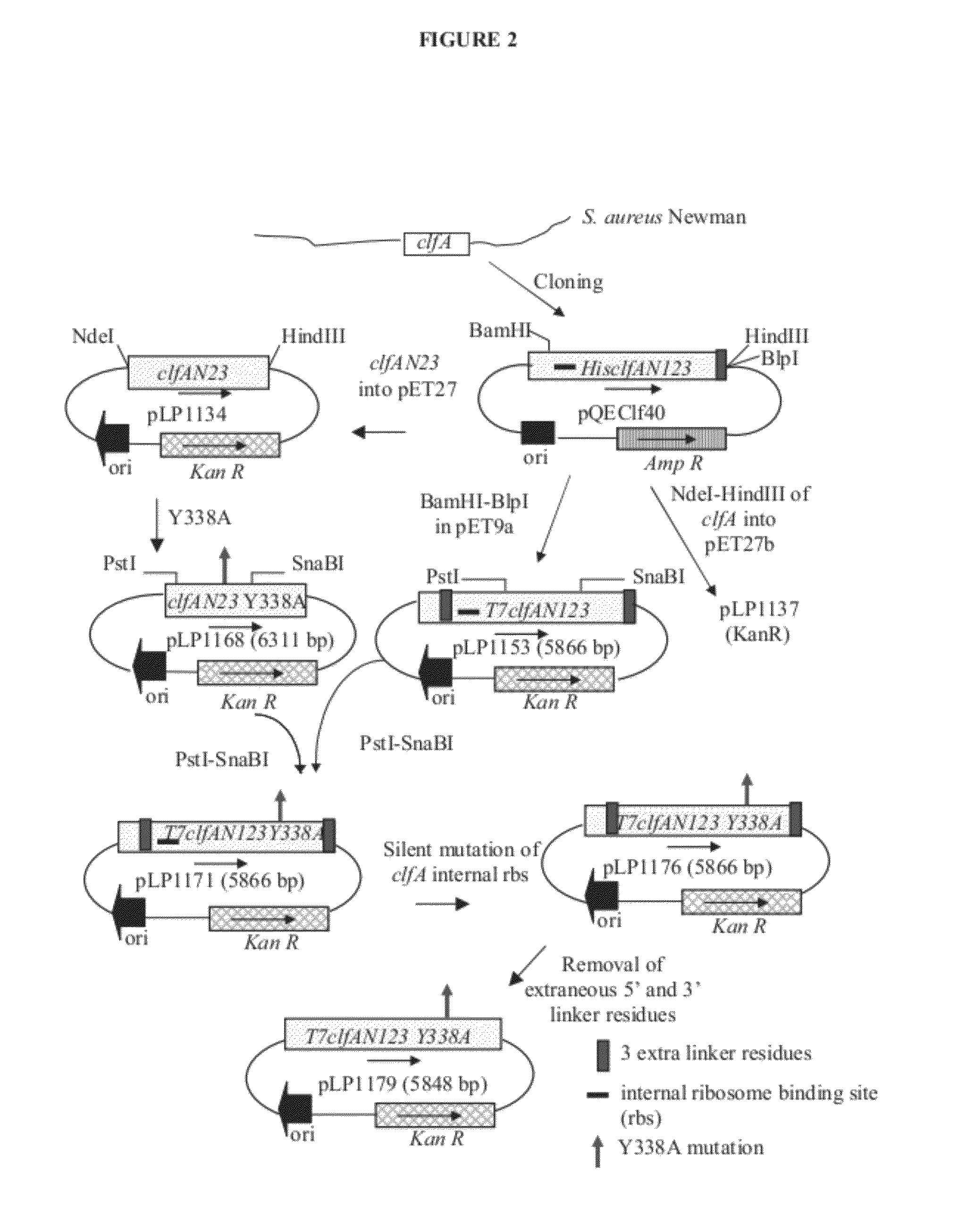 Immunogenic compositions of <i>Staphylococcus aureus </i>antigens