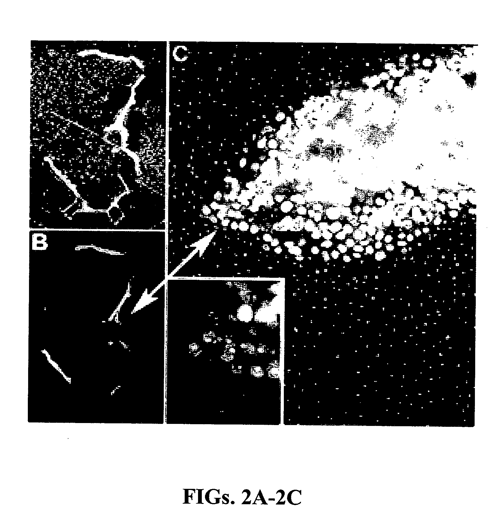 Methods and compositions related to a matrix chip