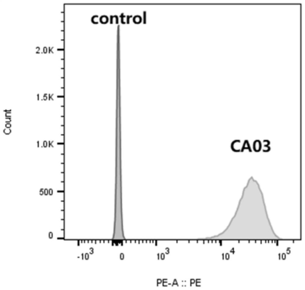 Construction and application of Claudin18.2 reporter gene CHO-K1 stably transfected cell strain