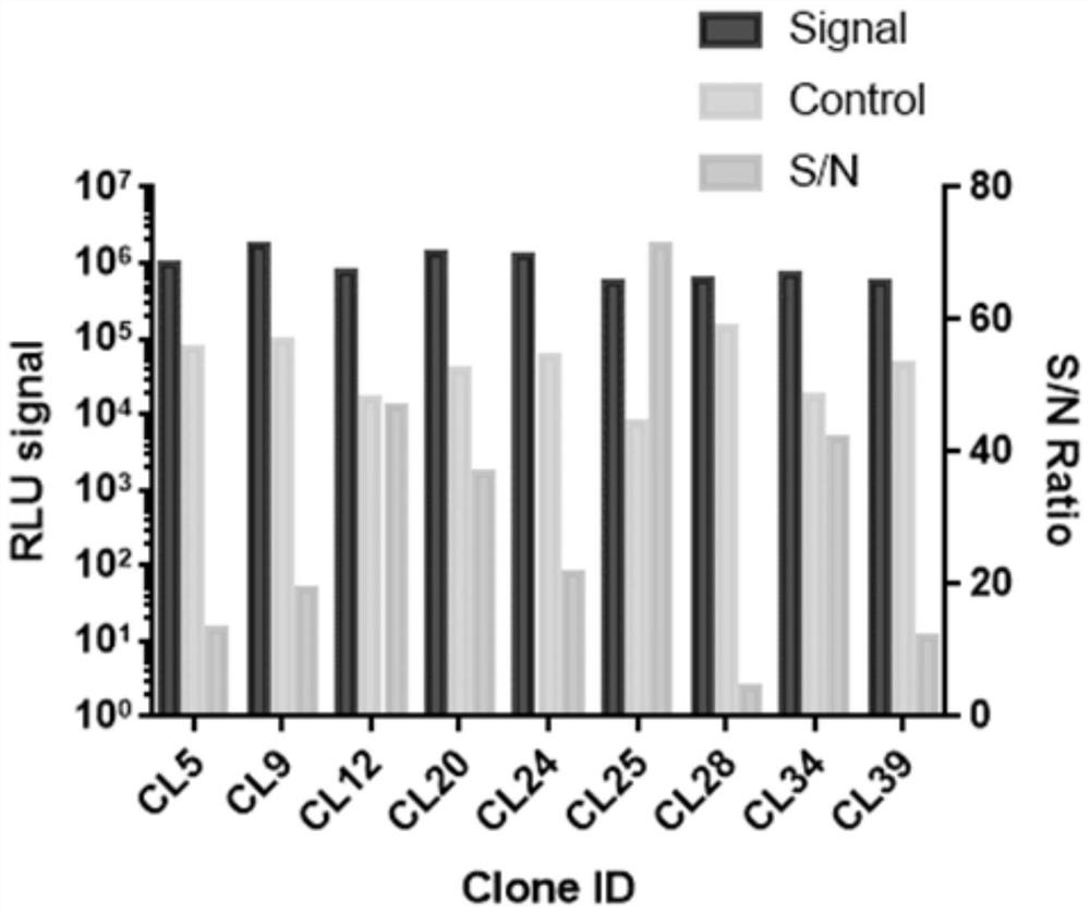 Construction and application of Claudin18.2 reporter gene CHO-K1 stably transfected cell strain