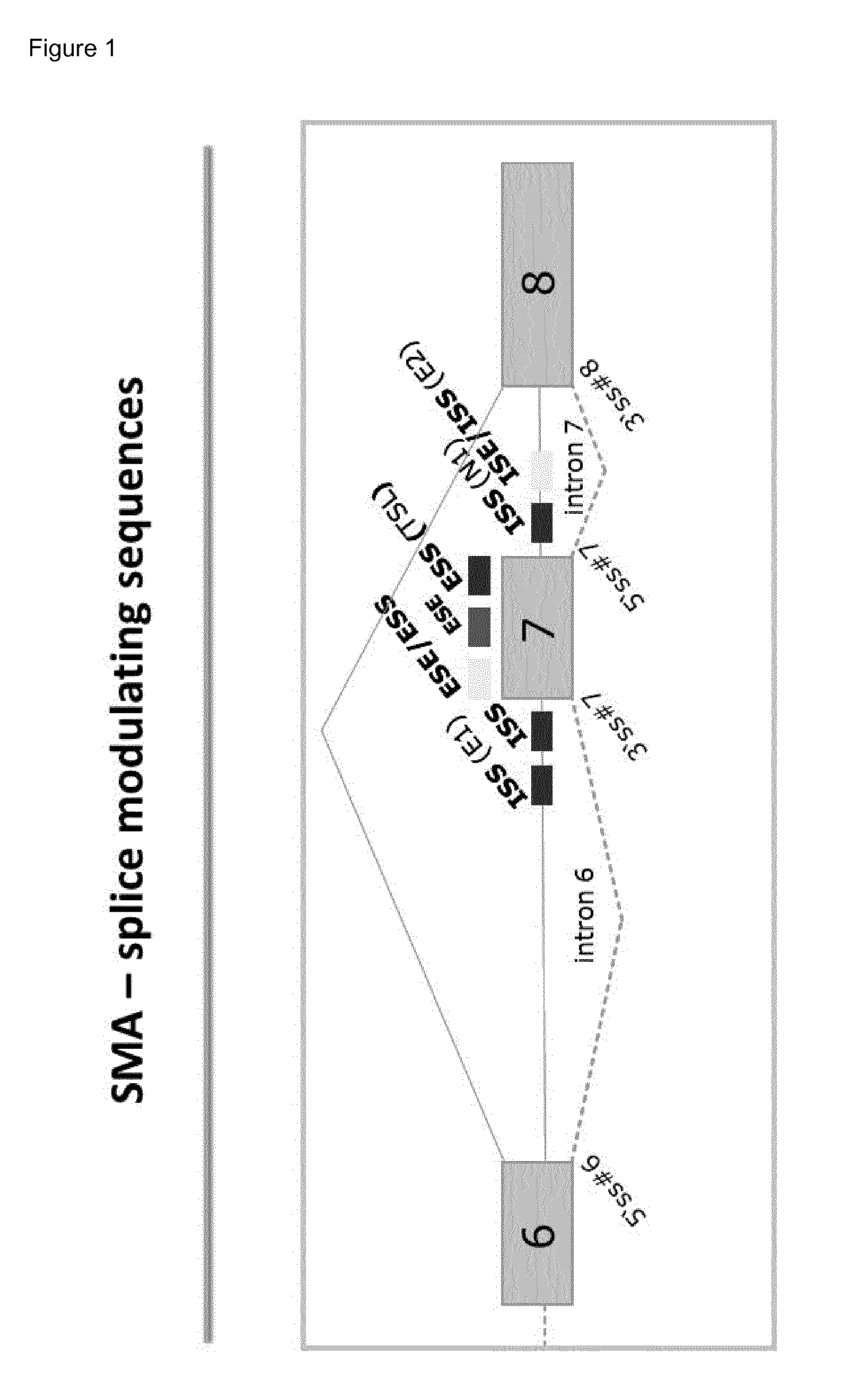 Compounds for the modulation of smn2 splicing