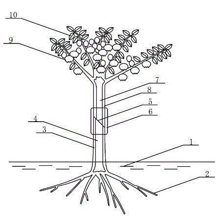 Growth-promoting adhesive sleeve stem stuck around the joint between oriental blueberry truck and grafted blueberry shoot or branch