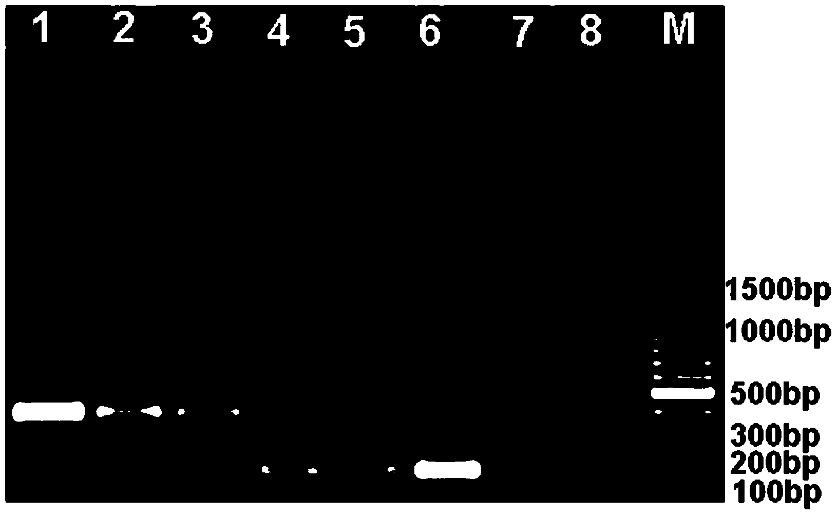 Salmonella choleraesuis immune PCR detection kit