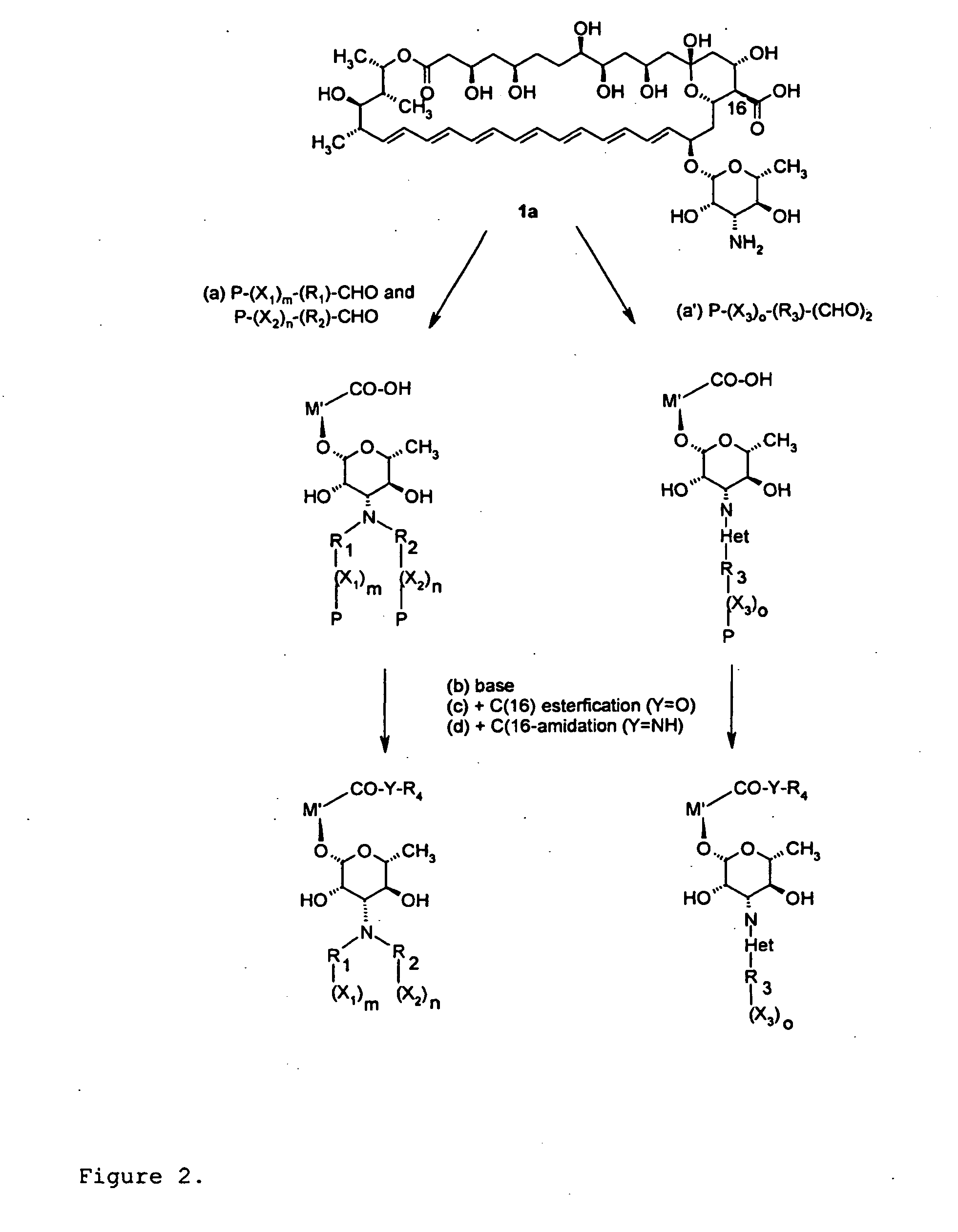 Amphotericin Derivatives