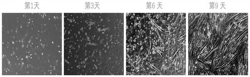 Method for preparing cell culture meat from high-activity muscle stem cells