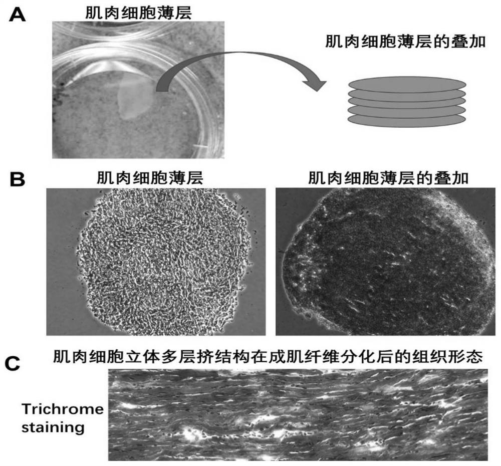 Method for preparing cell culture meat from high-activity muscle stem cells