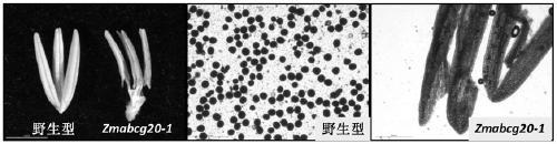 Application of corn gene ZmABCG20 in regulating male fertility of crops