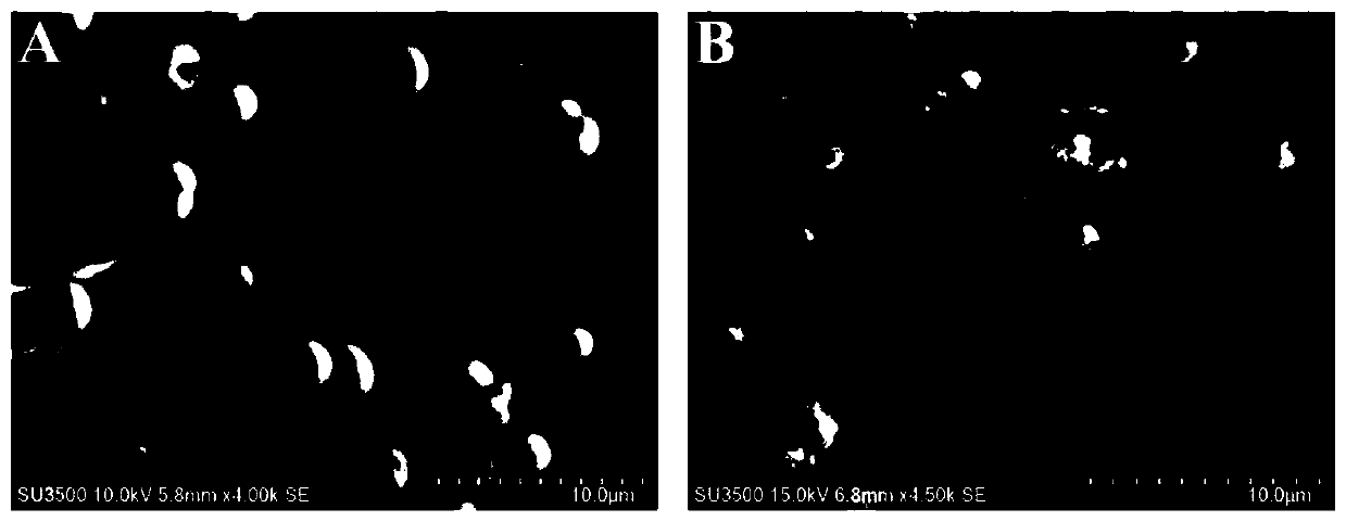 A nitrogen-doped carbon-coated magnetic nanoparticle composite microsphere and its preparation method