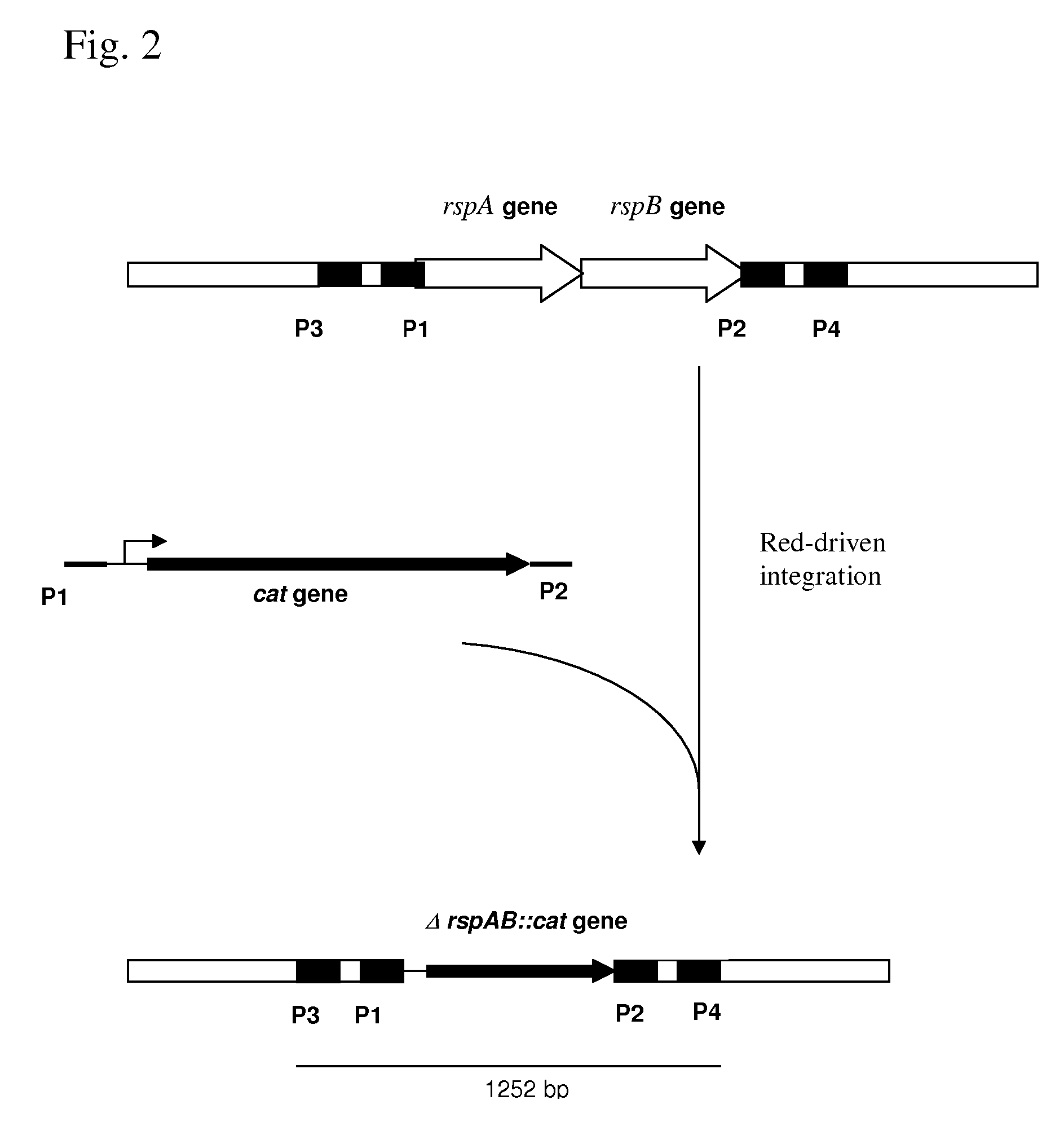 METHOD FOR PRODUCING AN L-AMINO ACID USING A BACTERIUM OF THE ENTEROBACTERIACEAE FAMILY WITH ATTENUATED EXPRESSION OF THE rspAB OPERON