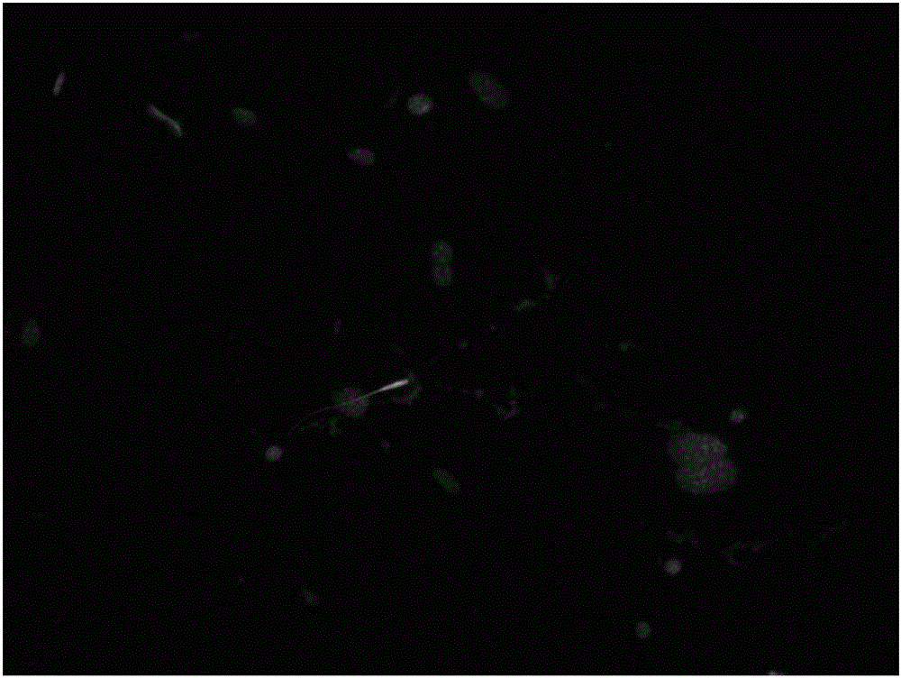 Isolation and culture method for primary rat aortic smooth muscle cells