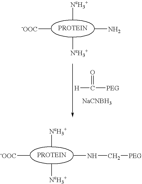 N-terminally chemically modified protein compositions and methods