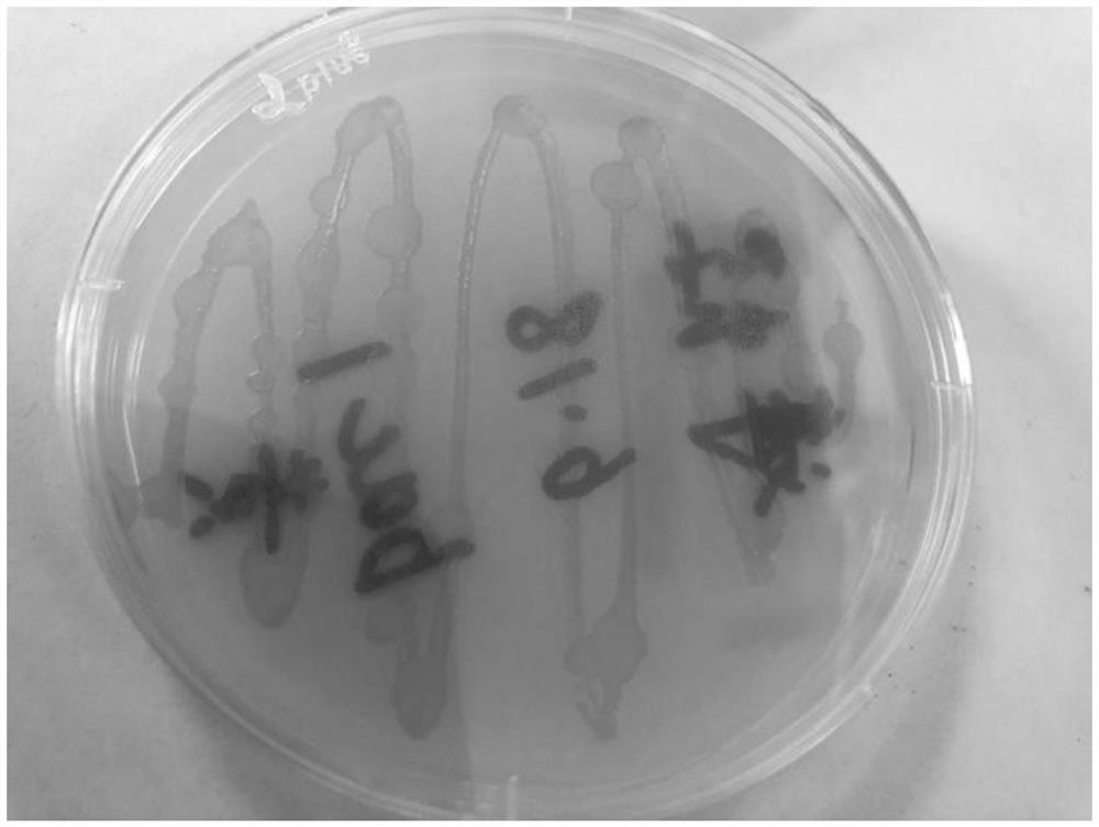 A seawater spirulina-bacteria symbiosis system, construction method and application