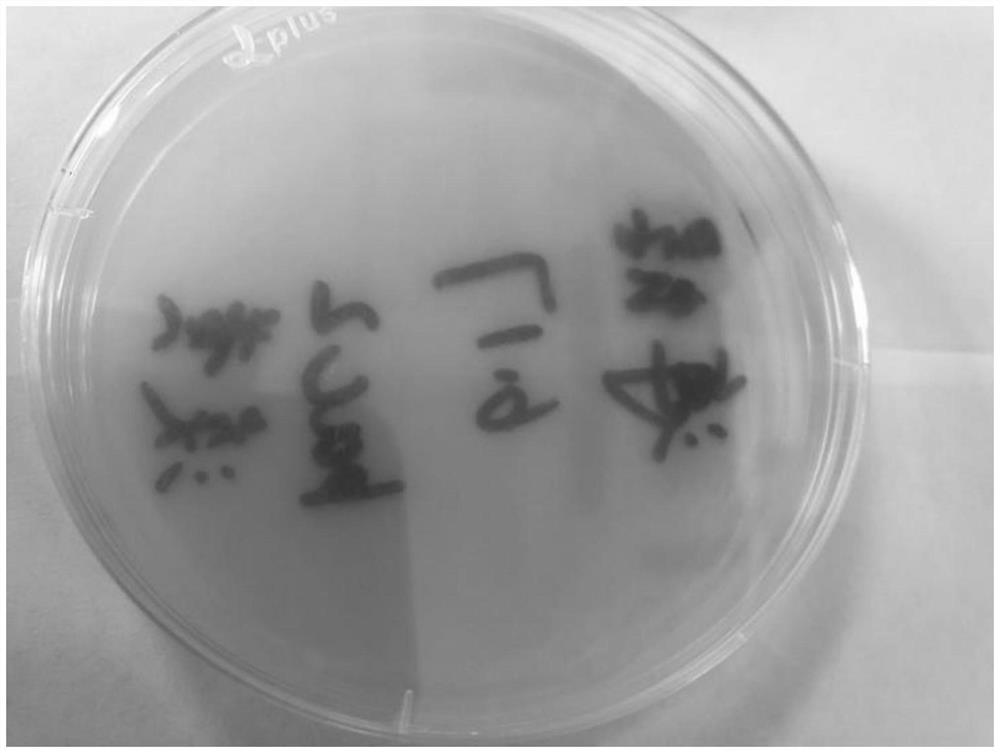 A seawater spirulina-bacteria symbiosis system, construction method and application