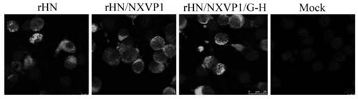 Antigen spectrum expanded O-type foot and mouth disease virus strain as well as construction method and application thereof