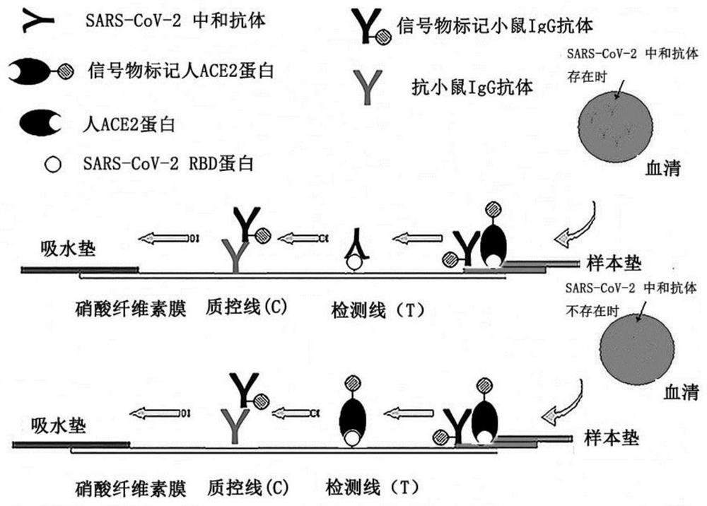 Immunochromatography device for detecting SARS-CoV-2 virus neutralizing antibody and application thereof