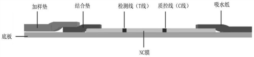 Immunochromatography device for detecting SARS-CoV-2 virus neutralizing antibody and application thereof