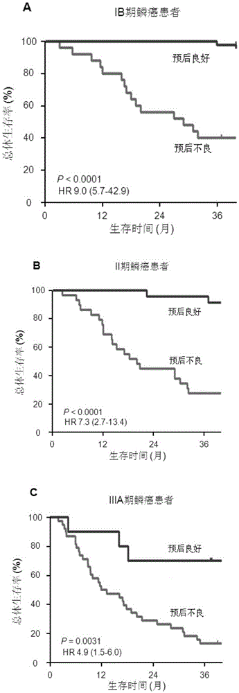 System for predicting prognosis of patient with lung squamous cell carcinoma