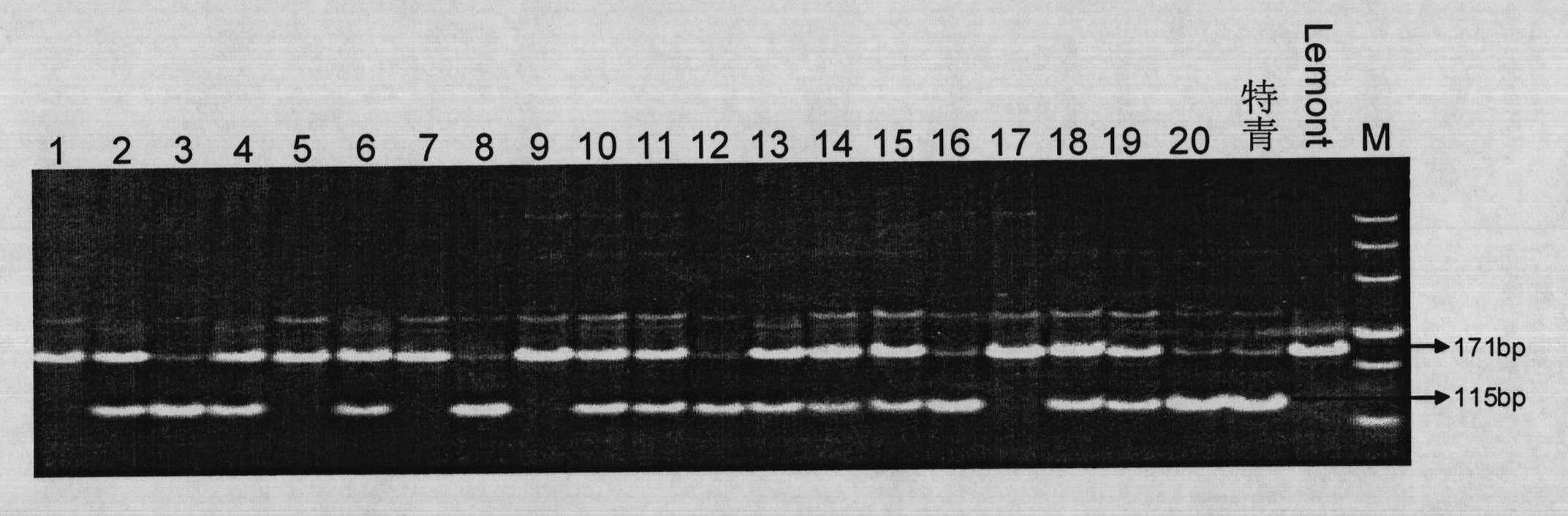 Closely interlocked molecular mark of rice new gene source-sink 1 (SS1)