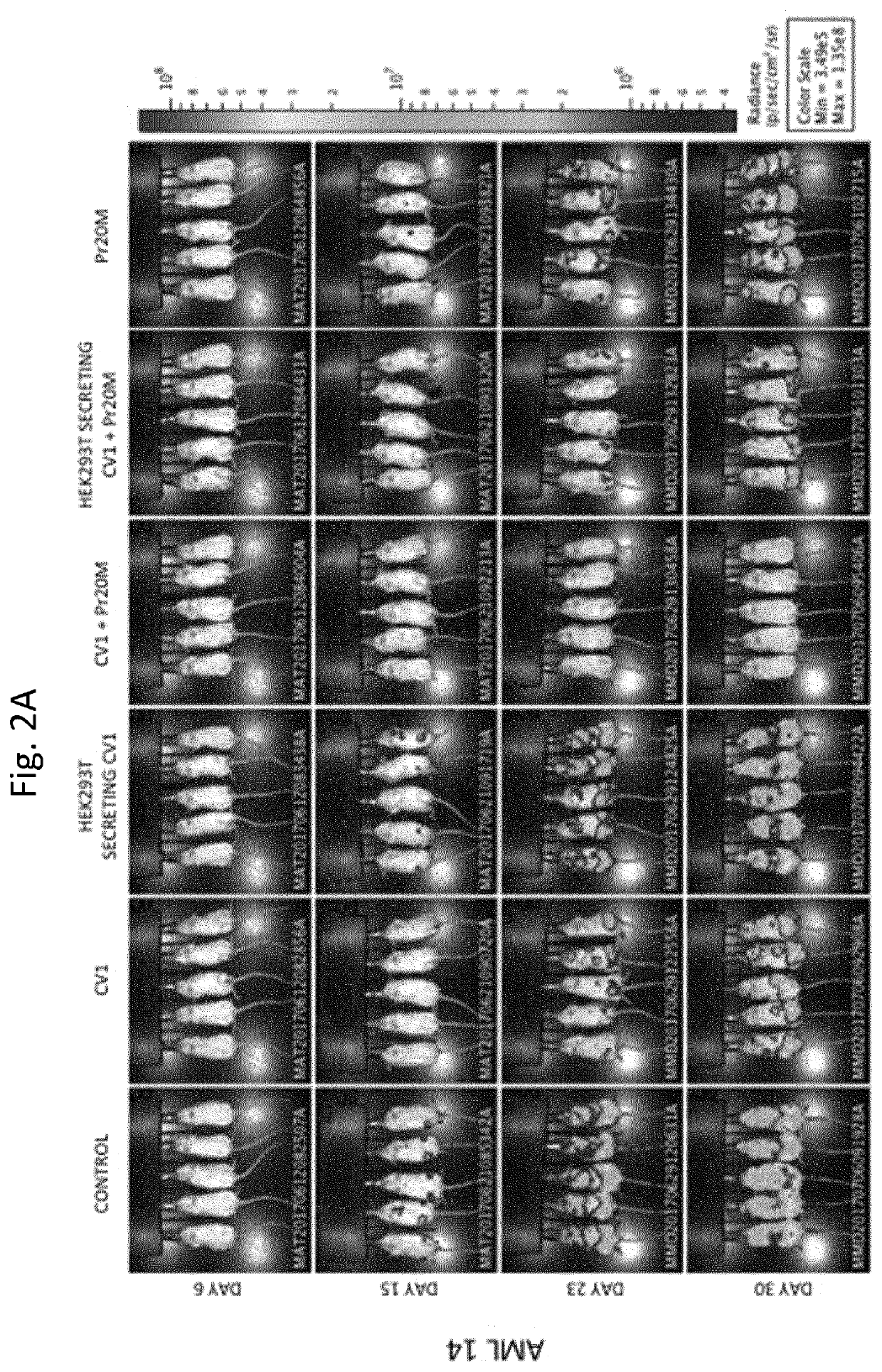 Compositions and methods for adoptive cell therapy for cancer